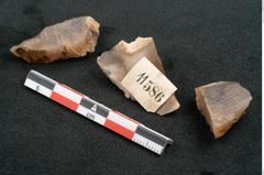 Foto (Seitenansicht) von Pinus sp. (NHMW-GEO-2024-0188-11586)